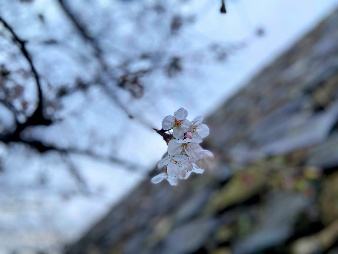 2023年福岡の桜、咲き始めています！