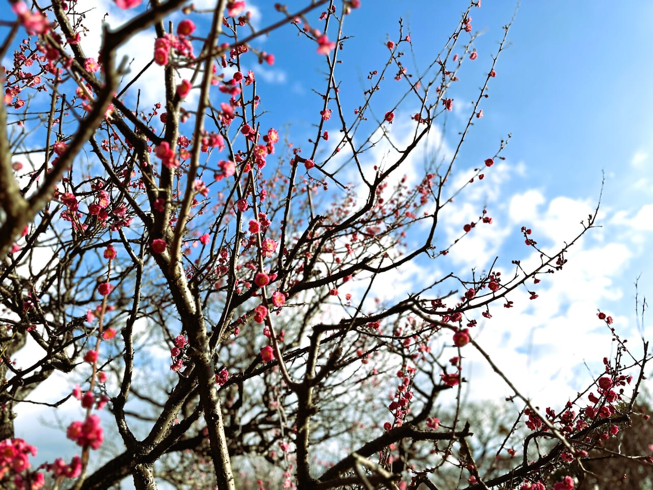 『 舞鶴公園 梅まつり 』が、２月１０日（土）１１日（日）の２日間で開催予定です。