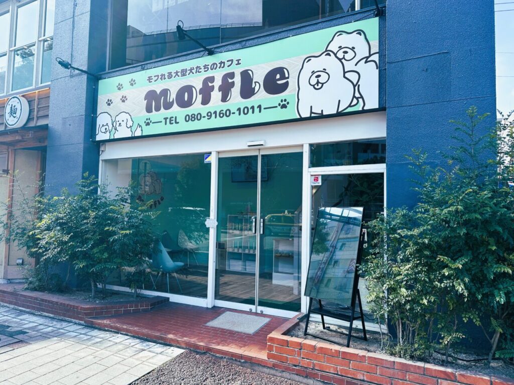 インスタで話題の ”モフれる大型犬たちのドッグカフェ moffle ”。福岡天神店が１月２８日（火）オープンしていますよ！