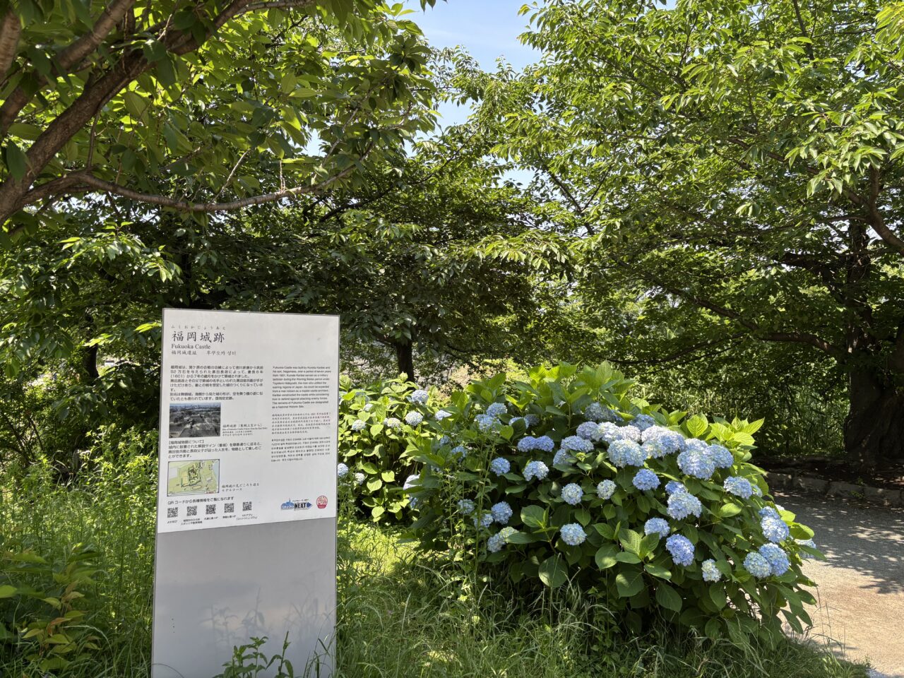 福岡城跡紫陽花