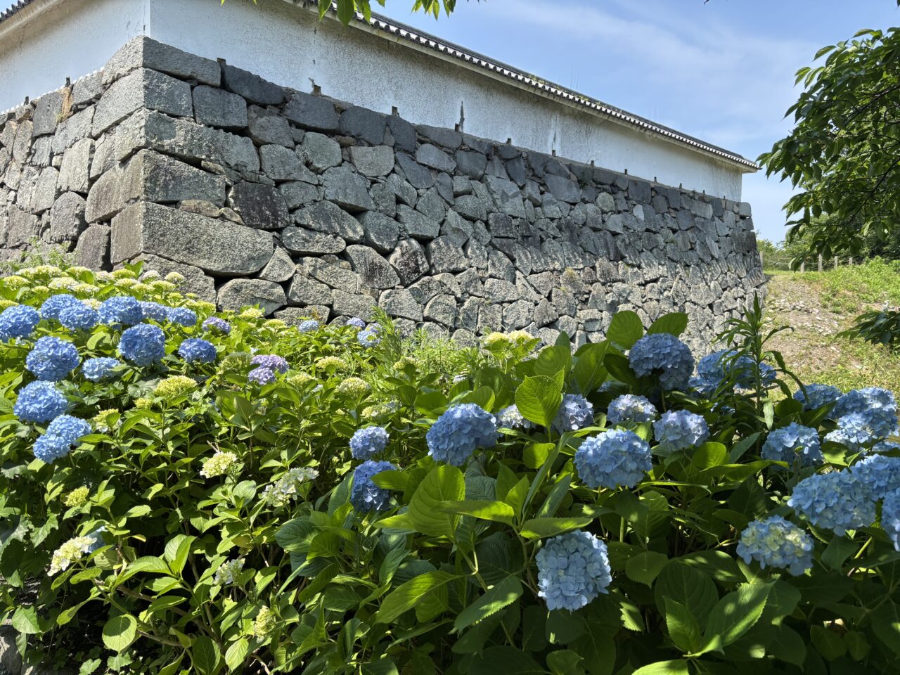 福岡城跡紫陽花