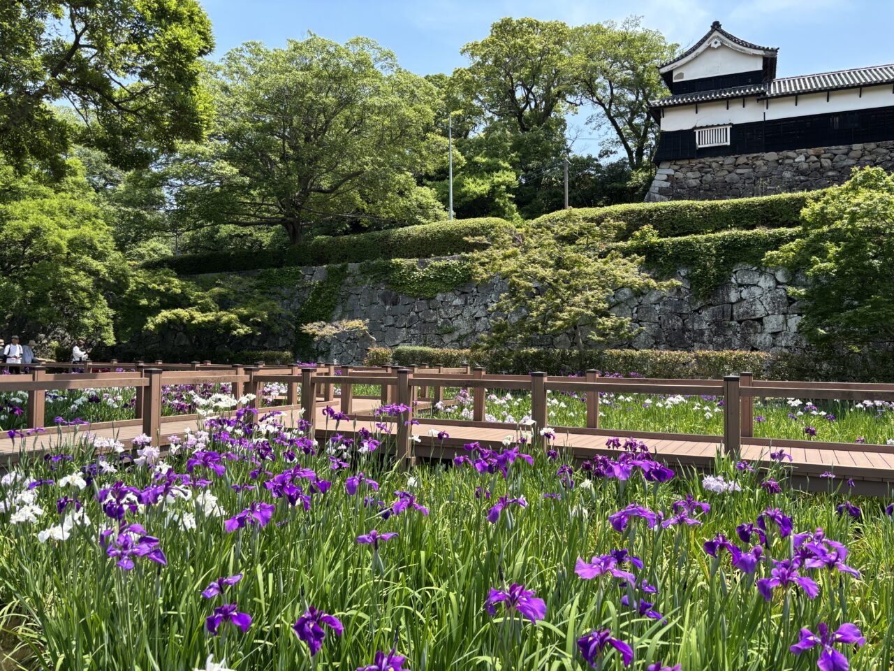 舞鶴公園花菖蒲