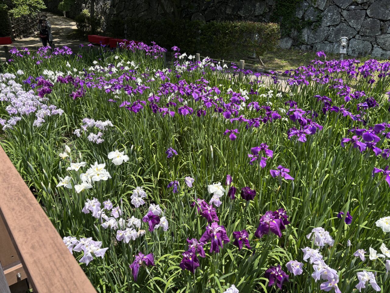 舞鶴公園花菖蒲