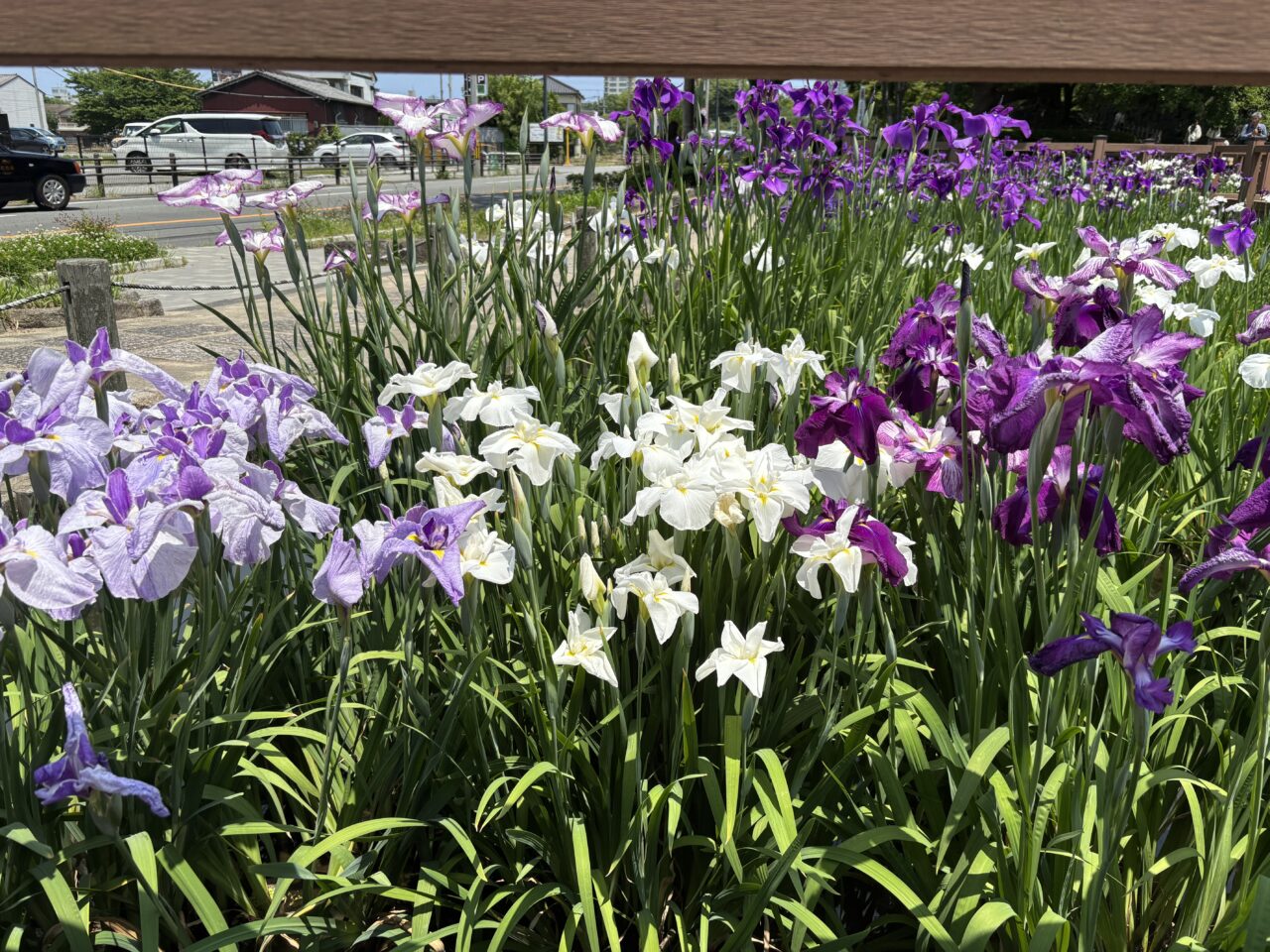 舞鶴公園花菖蒲