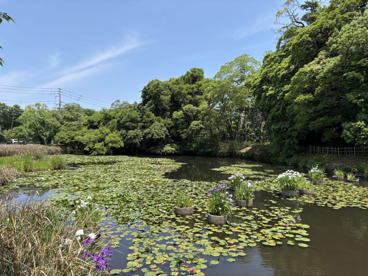 舞鶴公園花菖蒲