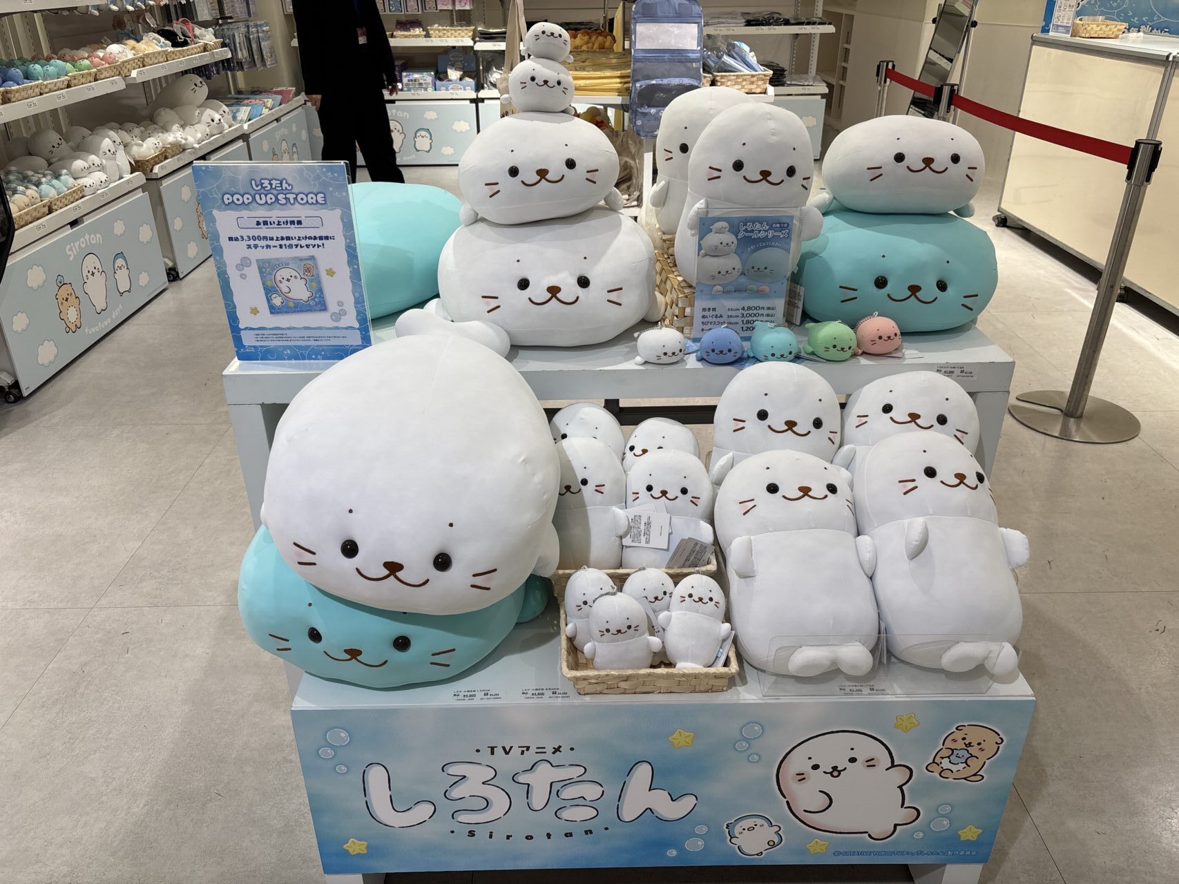 しろたんPOP UP STORE