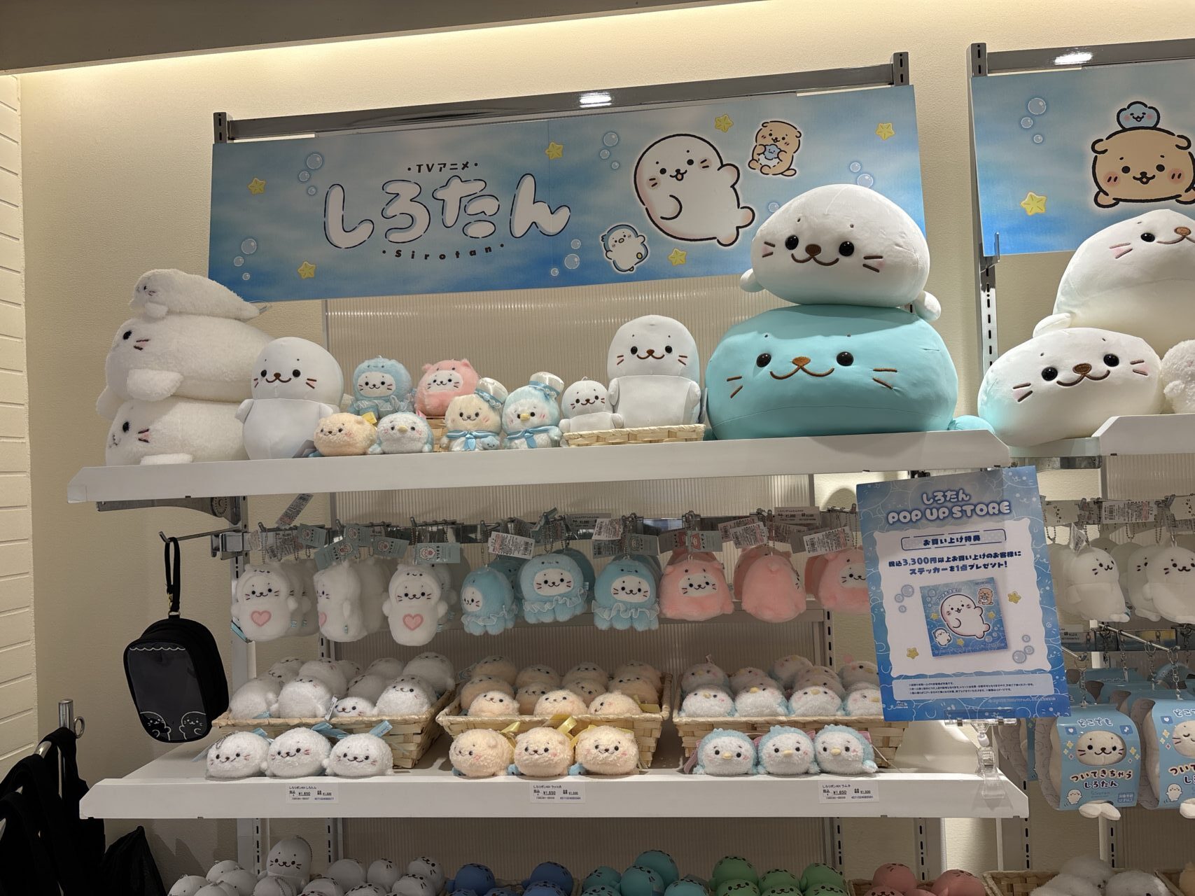 しろたんPOP UP STORE